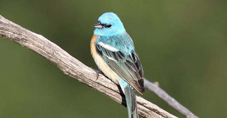 Lazuli som bunting menn hover kvinner ved å flagre vingene