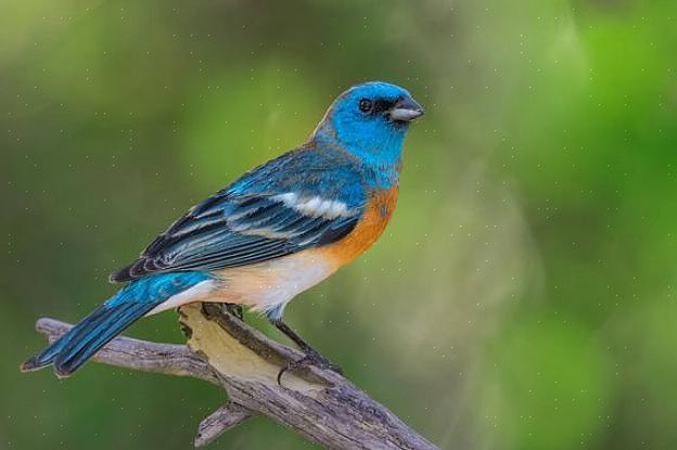 Lazuli bunting identifikasjon