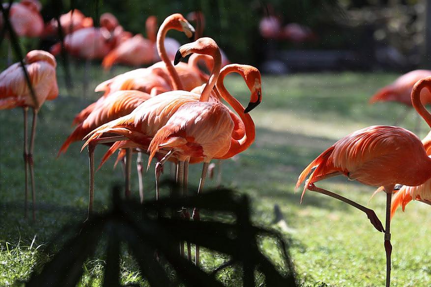 Men de kan være overraskende lette å se for fuglekikkere som ønsker å legge flamingoer til livslisten sin
