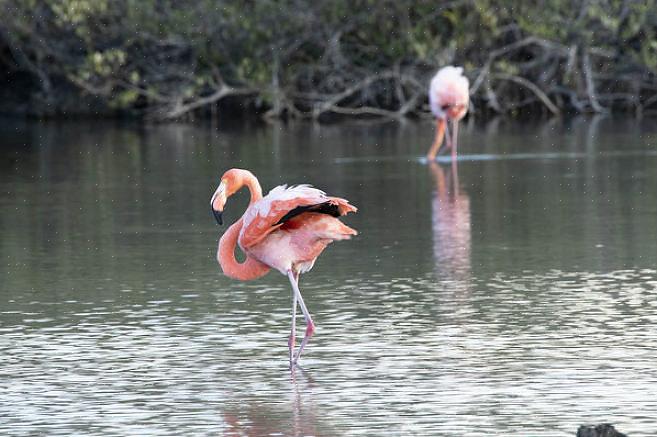 Caribbean Flamingo