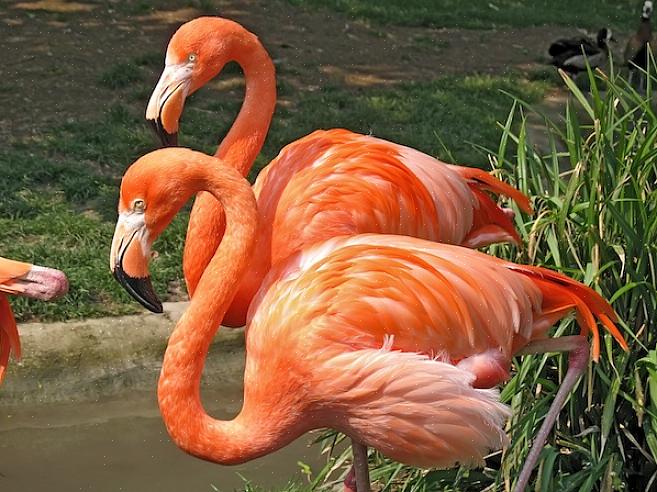 Europeiske flamingoer kan finnes i store