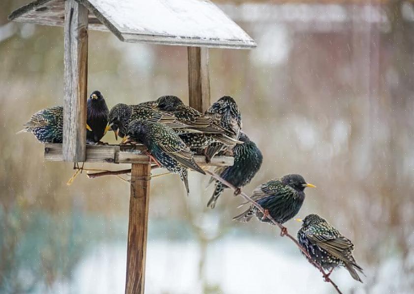 Starlings vil prøve et bredt utvalg av naturlige matvarer