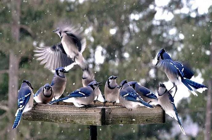 Starlings foretrekker åpne gressletter