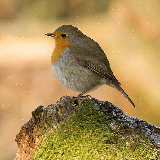 Europeiske robins kan lett bli funnet i åpne skogsområder