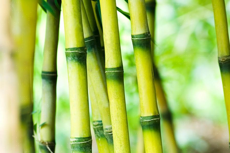 De observerer at mens bambus generelt er en raskt voksende plante