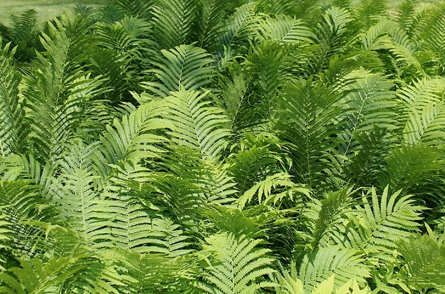 Staghorn-bregner (fra slekten Platycerium) ser veldig ut som hjort- eller elggevir