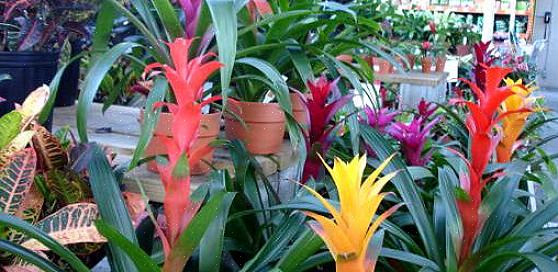 De fleste mennesker får bromeliads som gaveplanter når de fargerike skivene skyter opp fra den sentrale