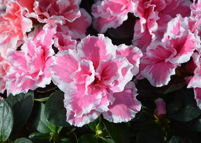 Etter en slik for tidlig blomstring er de azalea blomsterknoppene tapt for deg for det